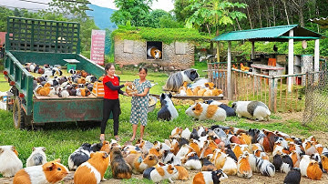 Rewind Timelapse: Harvest 1000+ Guinea Pigs After 1 Year of Care, Truck Transport to Market Sell