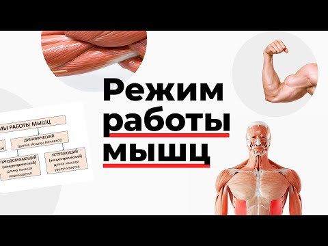 Режим работы мышц