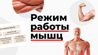 Режим работы мышц Режим работы мышц