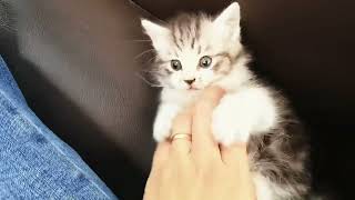 Playing with the kitten, it is so cute