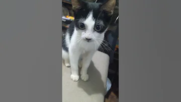 Chino The Cat Observes My Cleaning July 29 2025 