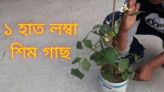 মাচা ছাড়া শিম চাষ ১ হাত লম্বা শিম গাছ বারি শিম-৫