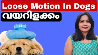 വയറിളക്കം വന്നാൽ എന്ത് ചെയ്യും | Loose Motion In Dogs | Dog Health Tips | Vlogger Aswani