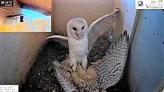 MMA Birds of Prey Fight: WILD barn owl and kestrel battle for nest box from LIVE CAM