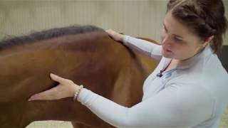 Unbridled Equine - Neck Massage Educational Video