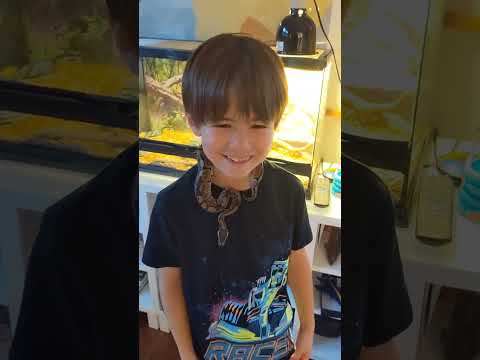 Meet my Ball Python Venom - Common Questions about Ball Pythons