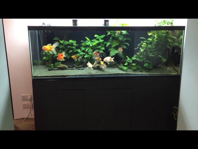 Goldfish Tank with Black Background and Crystal Clear Water (4K)