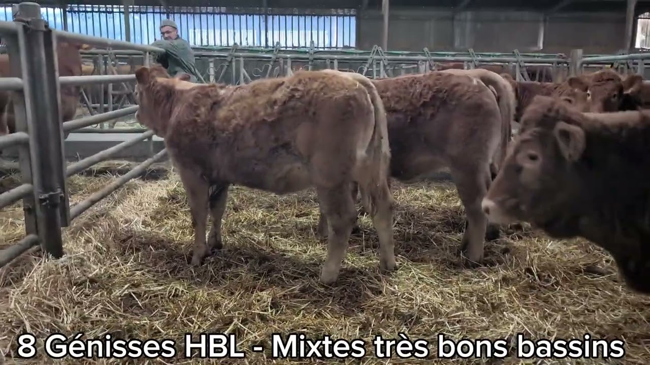 Lot de 8 génisses Limousines