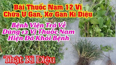 Bài Thuốc 12 Vị Cứu Được Bệnh U Gan, Xơ Gan Bác sĩ Chạy - Anh Sơn Người Dân Tộc Chăm Chia Sẻ