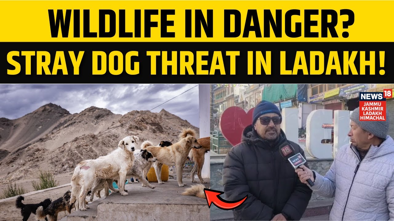 क्या Ladakh में Wildlife के लिए खतरा बने Stray Dogs? देखिए Ground Report | Environment Crisis | N18V