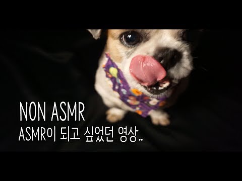 [NON ASMR] ASMR이 되고 싶었던 영상..😵(feat.제제 이팅사운드)