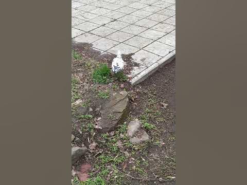 КАПТАР - YouTube