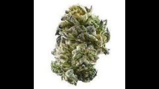 Girl scout cookies marijuana strain