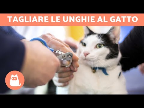 Video: Come Tagliare Gli Artigli Dei Gattini