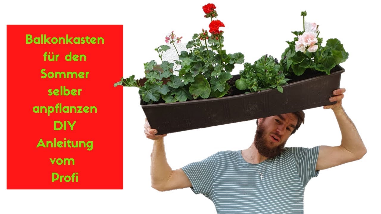 Balkonkasten selber anpflanzen - Sommer Deko Idee Balkon 2020 zum selber  machen