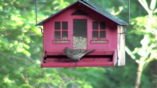 More Exciting Birdfeeder Action (full-screen viewing recommended)