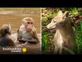 view Golden Jackal Eyes Group of Distracted Macaques 🙊 Monkey Island | Smithsonian Channel digital asset number 1