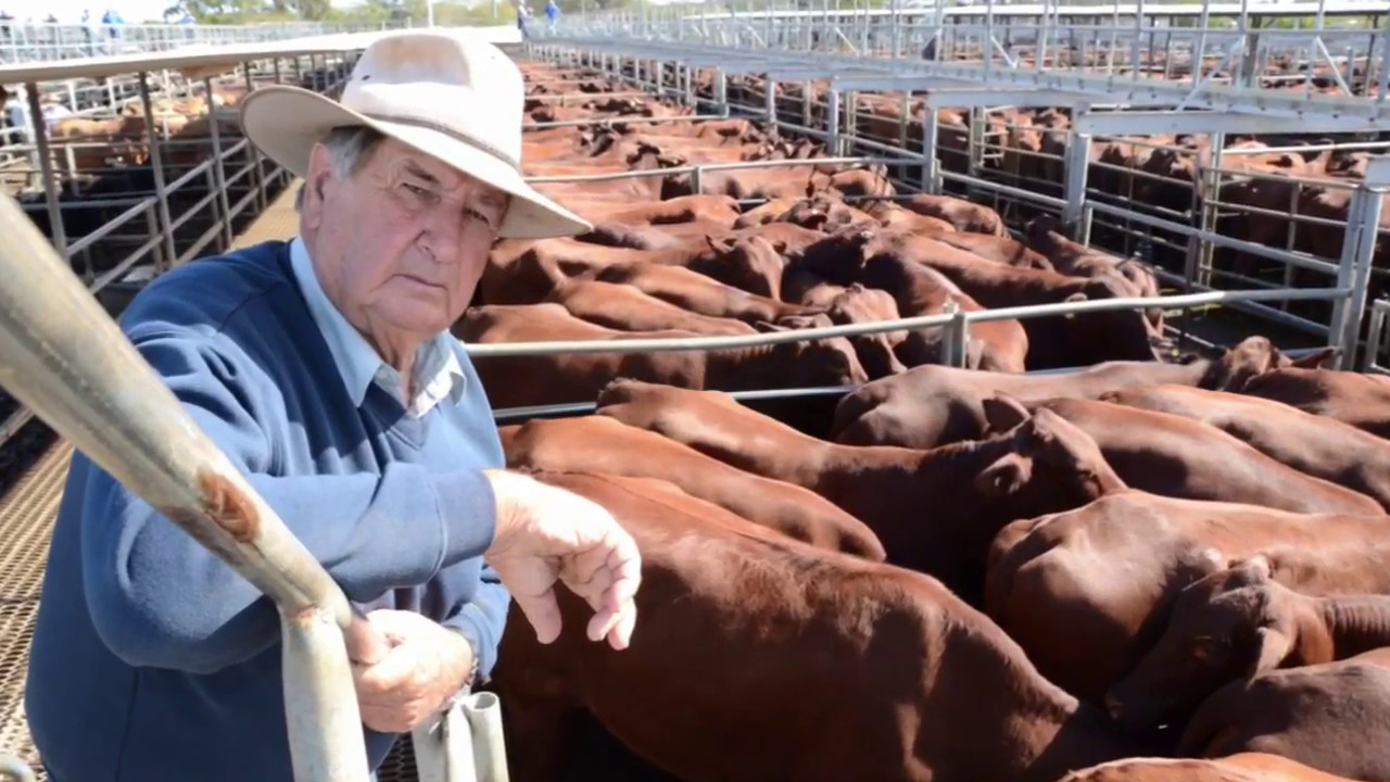 Dubbo store cattle sale May 5 2017 YouTube