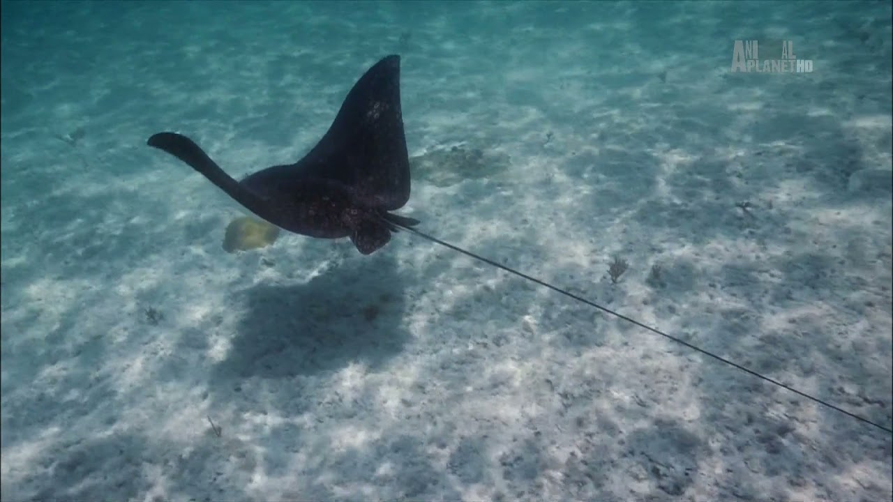 Почему скату — пятнистый орляк (Aetobatus narinari) подходит имя «крылатая акула» ?