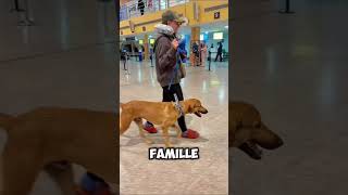 LE MAGNIFIQUE DESTIN DE WAFFY ❤️ #dog #rescue #story