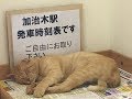 【おもしろ】去年6月に話題になった面白い猫ちゃんたちが可愛い♡～Funny cat who is cute that became a hot topic in June.