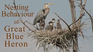 Nesting Behaviour of Great Blue Heron