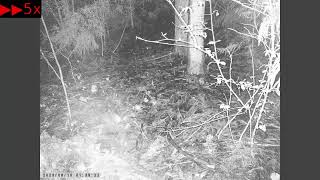 Japanese Raccoon Dogs Go Past Dunghill of Japanese Badgers without Pooping There by sigma1920HD 25 views 4 days ago 50 seconds