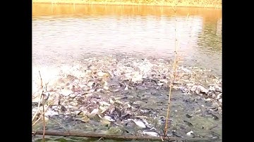 Catfish Feeding Times with Floating Feed Grain Based Diet || Catfish Farming in Aquaculture