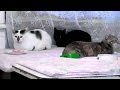 Жительница Крыма приютила 55 кошек (новости)