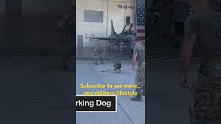 Working Dog MWD or K9