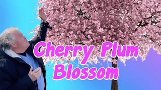 🌸 Magnificent Cherry Plum Blossom 🌸