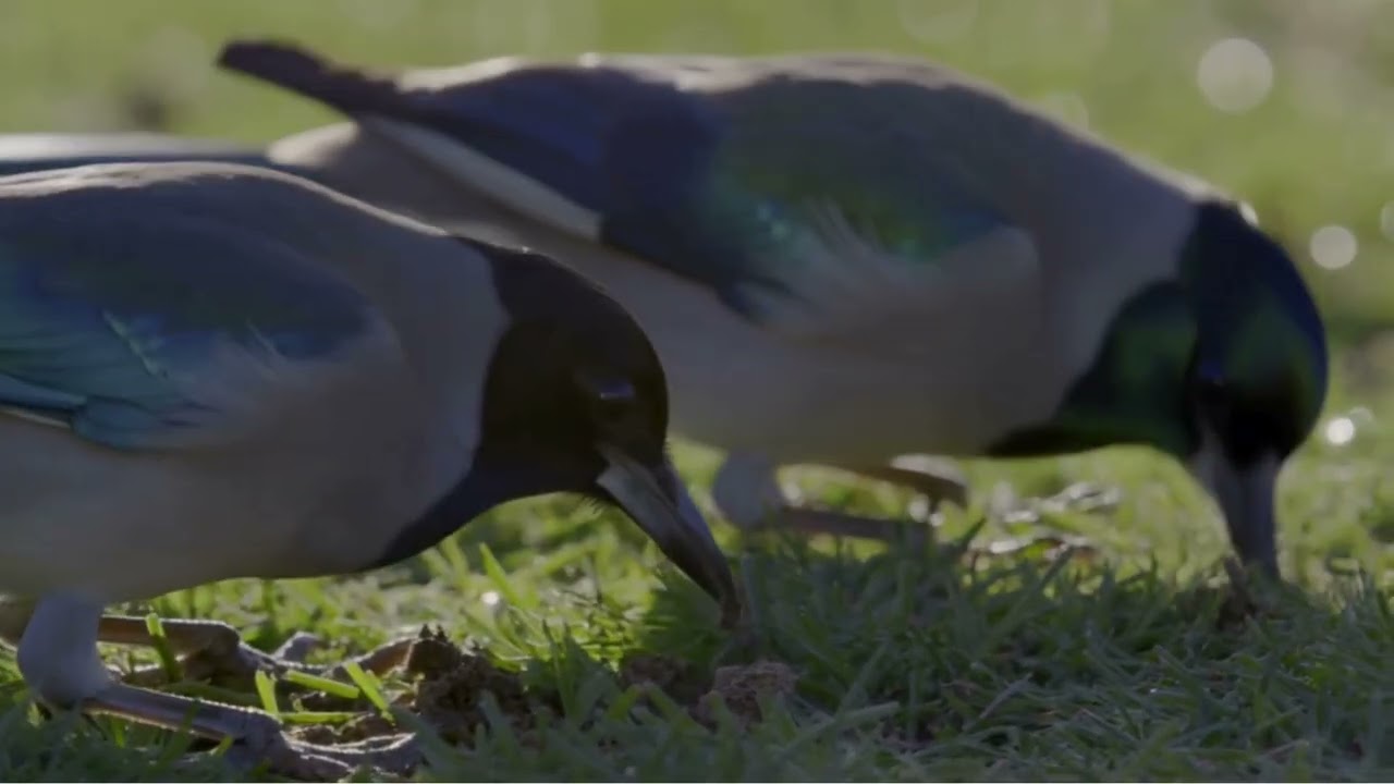 Ambience Videos | Birds Foraging in Grass — Gentle Birds & Insect Hush for Focus & Sleep