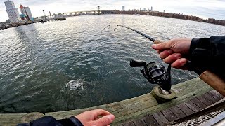 Tautog Pier Fishing Blue Crab Bait | NYC