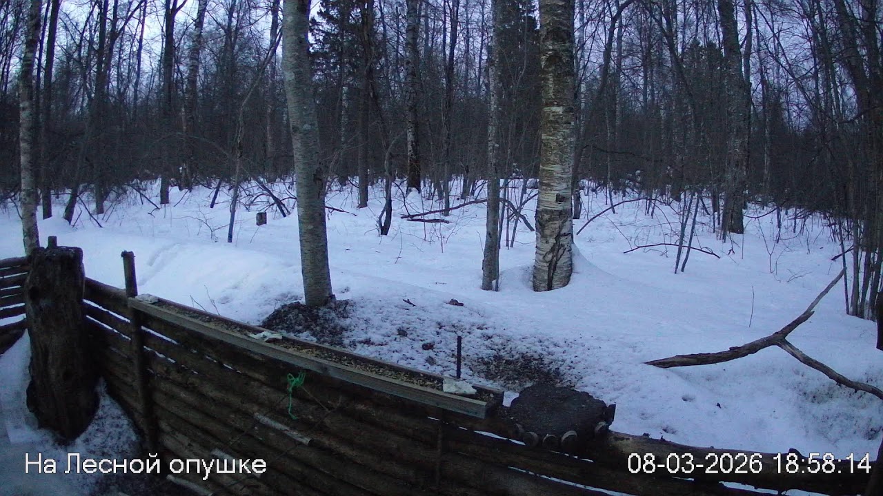 ЗИМА в ЛЕСУ. Погода онлайн #birdsoundsrelaxing #ЗвукиЛеса #Релакс