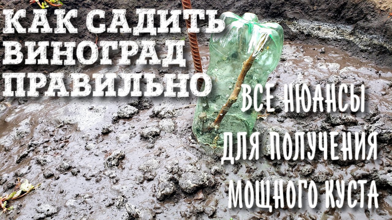 САДИМ ВИНОГРАД ПРАВИЛЬНО. РАЗБОР ВСЕХ НЮАНСОВ: ЯМА, КОГДА САДИТЬ, КАК ПОЛИВАТЬ И КАК УКРЫТЬ НА ЗИМУ