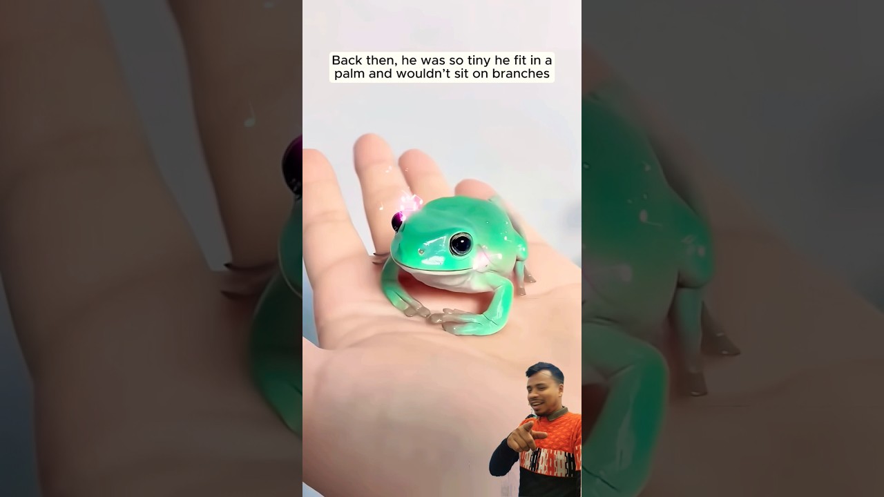 #animals #funny #pets #cute #angrytiger