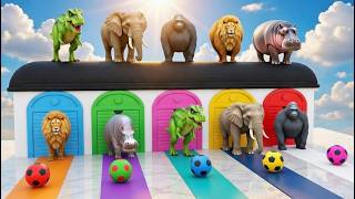Long Slide Game With Cow Elephant Gorilla Hippopotamus Tiger - 3d Animal Game - Funny 3d Animals screenshot 5