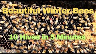 A Quick Peek Into 10 Beehives. Is Big Red Still Alive? by brucesbees 8,650 views 3 months ago 6 minutes, 21 seconds
