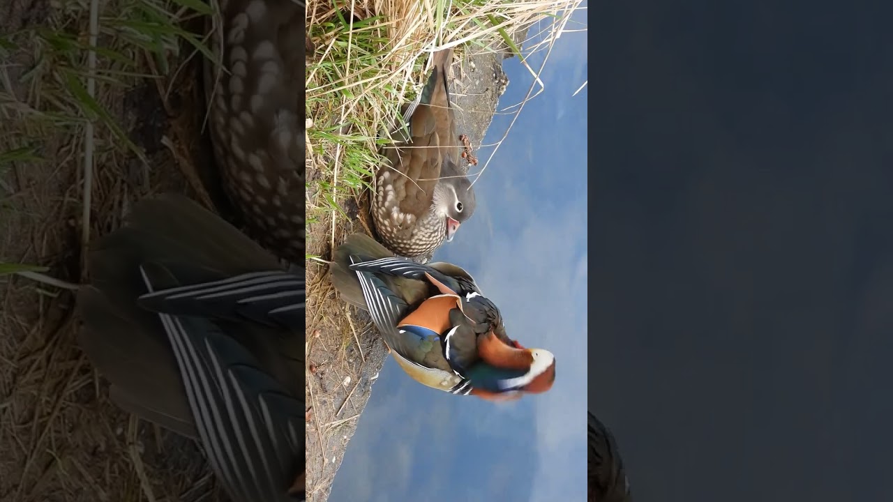 Mandarin Duck & Mallard / Mandarinente & Stockente