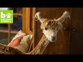 Tiny house alpaca thinks shes human beast buddies