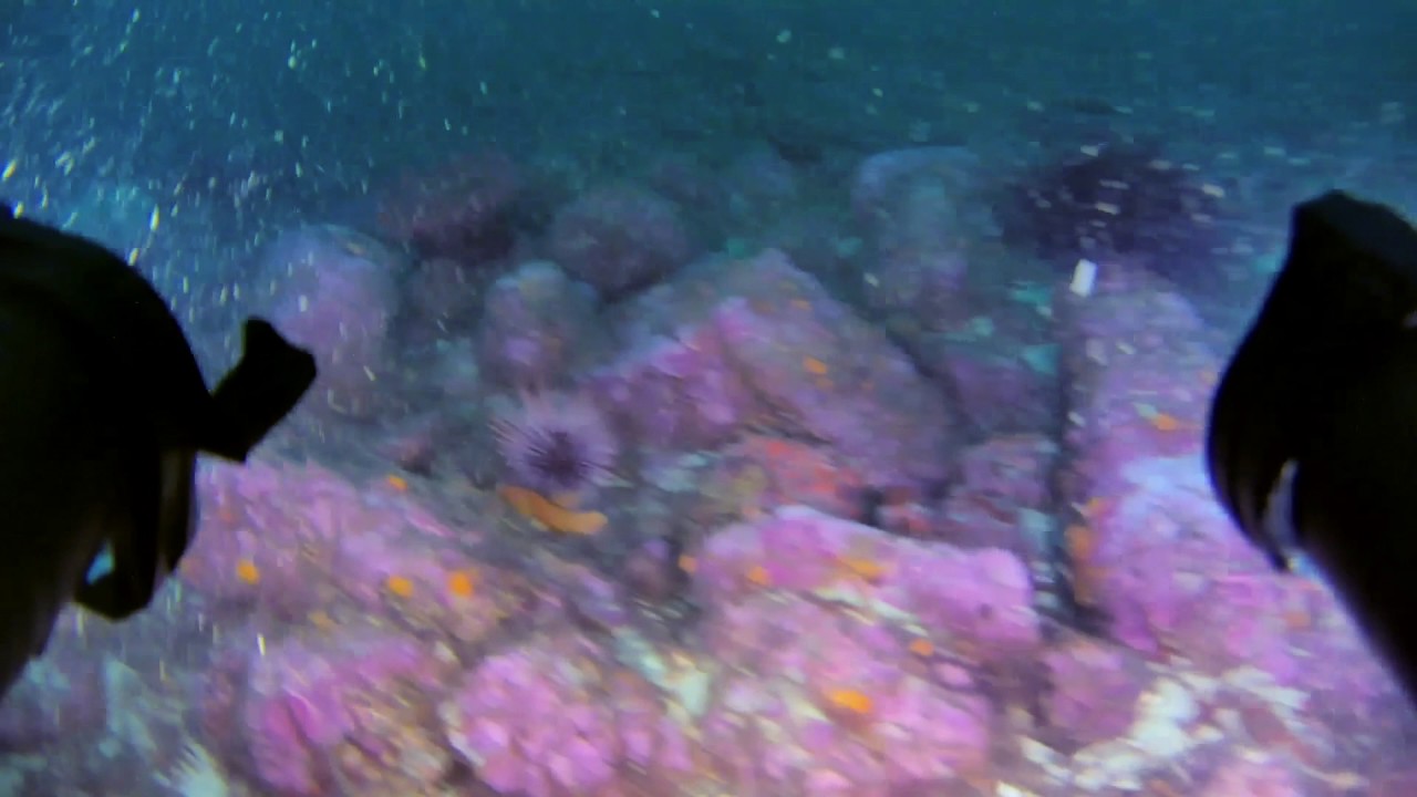 Farallon Islands - October 2016