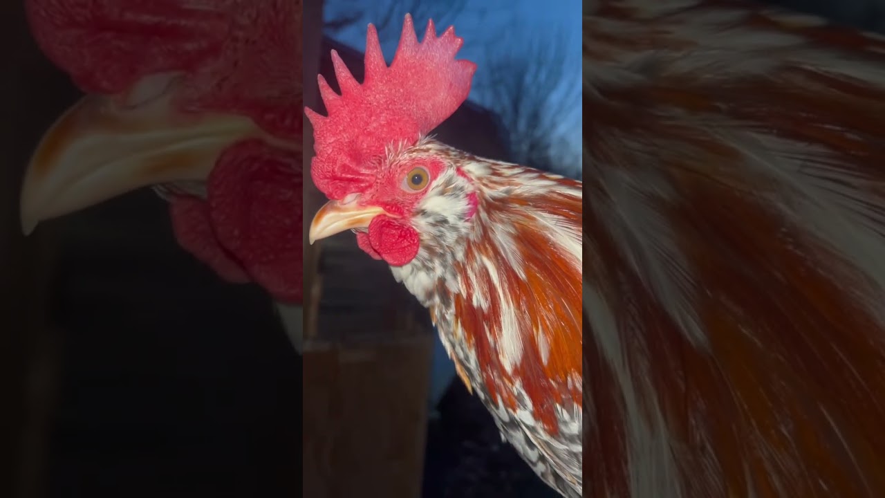 North Briton Gamefowl (December 2023)