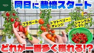 Experiment] Comparing the Yield of 3 Varieties of Cherry Tomatoes