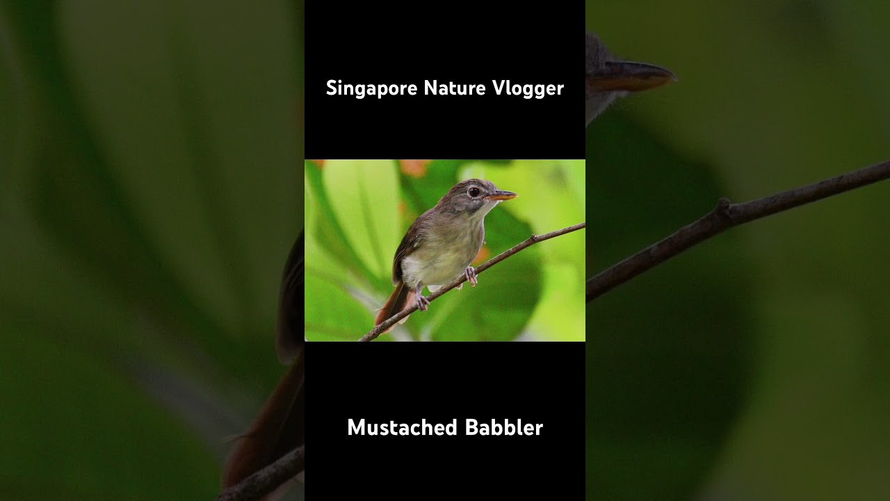 🐦 Mustached Babbler at Panti at Bird Sanctuary in Malaysia