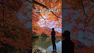 애기단풍으로 유명한 백양사에서의 한때 #단풍여행 #백양사