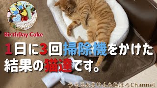 猫毛対策に日に何度も掃除機をかけてたら、猫達がこうなりました。 by UruMariApo Channel 100 views 2 years ago 3 minutes, 56 seconds