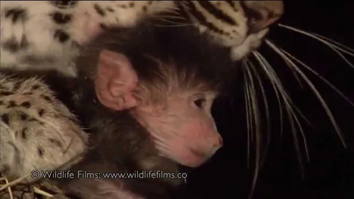 Incredible leopard and baby baboon interaction - DayDayNews