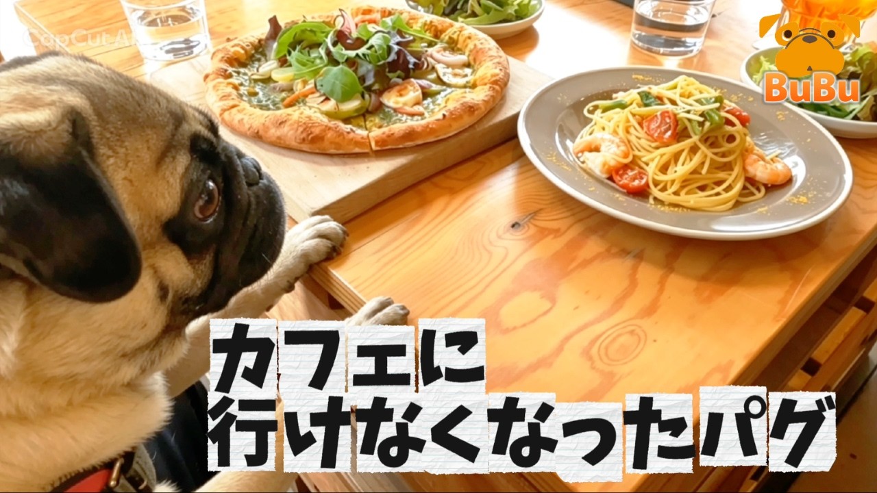 The Pug Who Barks So Much He Can No Longer Go to Cafes [Pug BuBu
