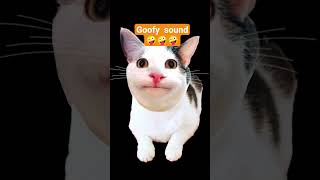 #cat #meme #lol