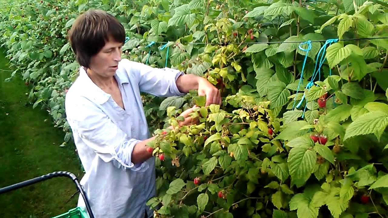 Borghilds bringebær